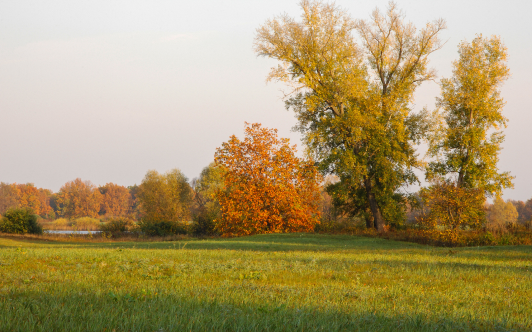 Fall Maintenance Tips For Lawns