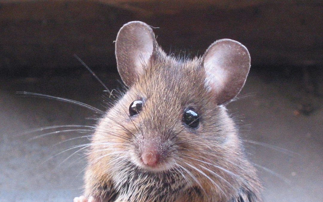 Use Essential Oil To Get Rid Of Mice Without Killing Them