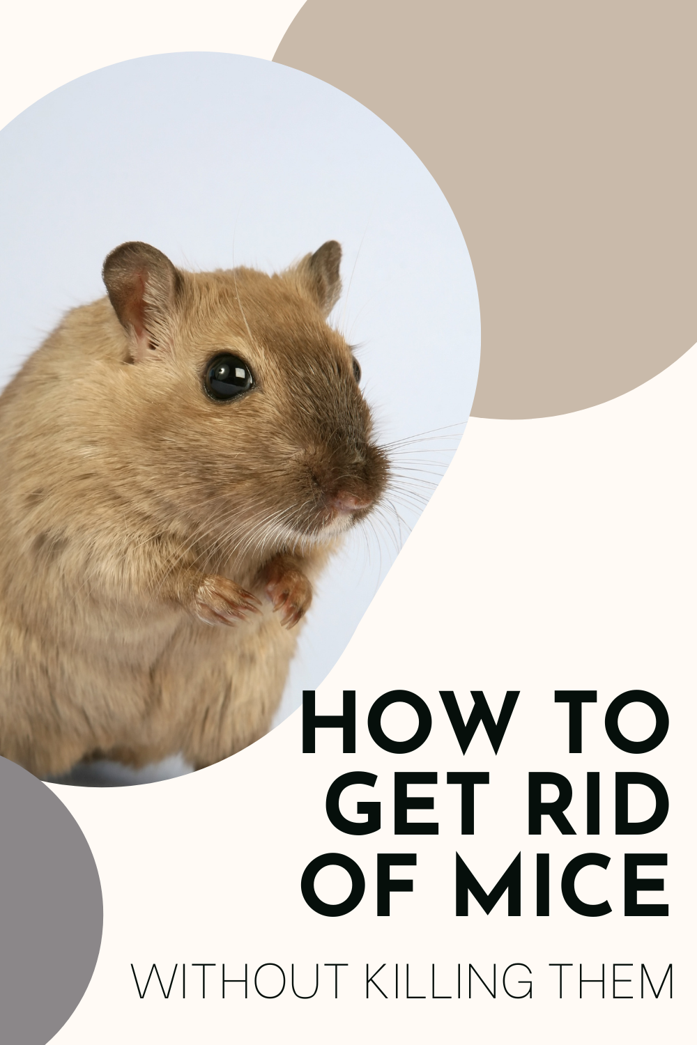 Get Rid Of Mice Without Killing Them