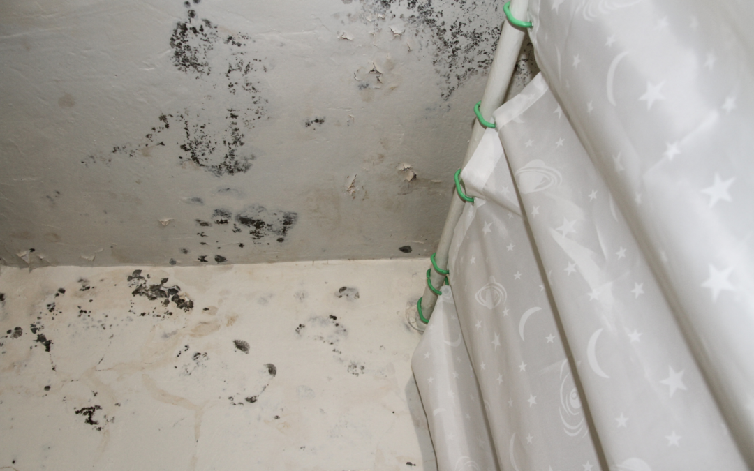 mold and mildew on walls and ceiling above shower