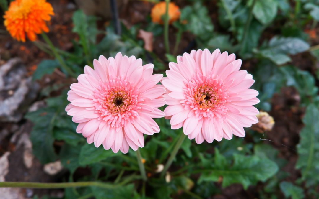 How to Grow and Care for Gerbera Daisies from Seed