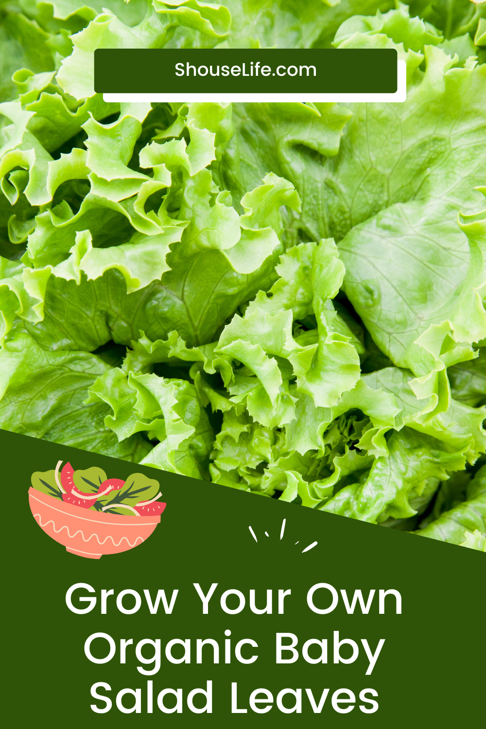 Grow Your Own Organic Baby Salad Leaves