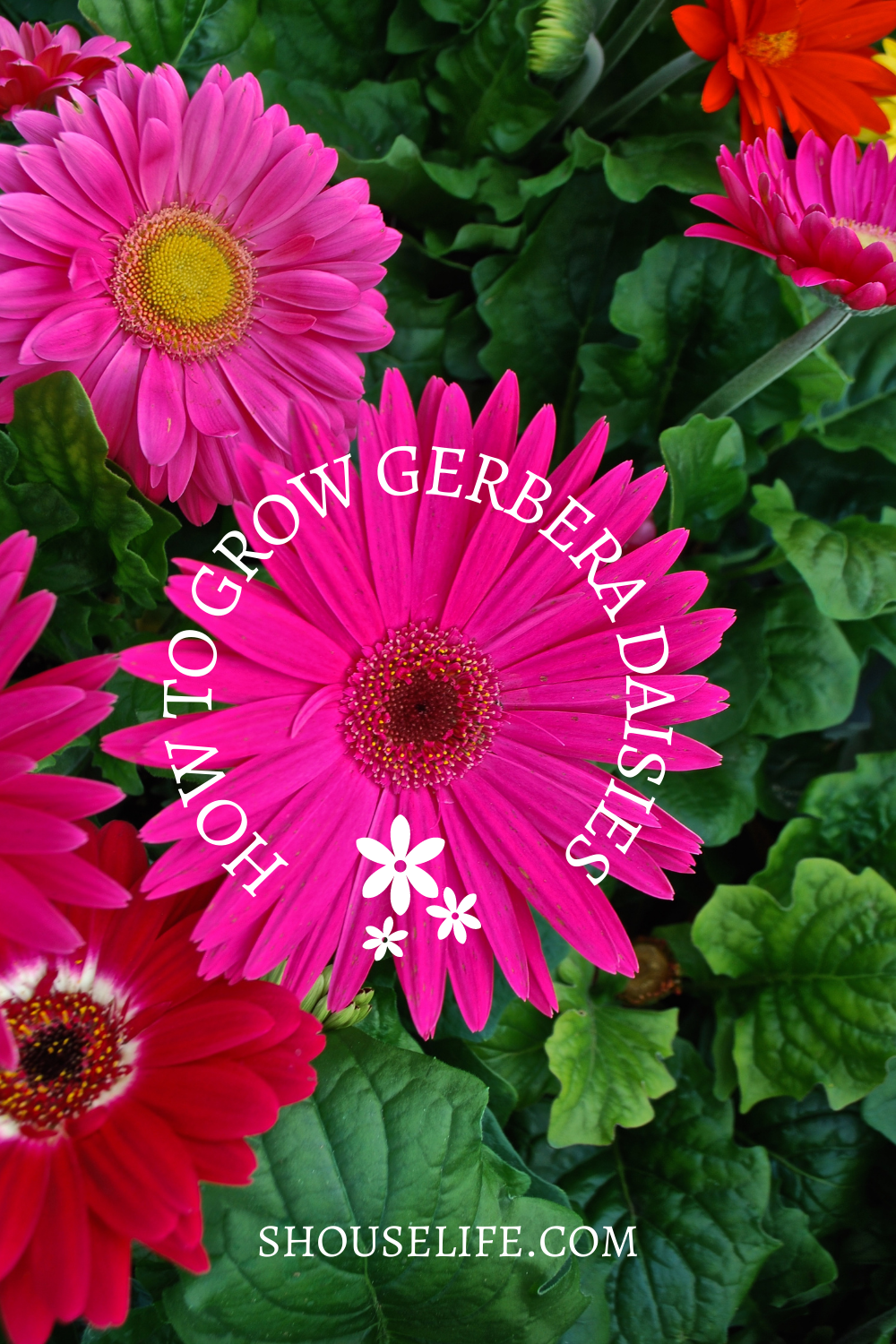 How to Grow and Care for Gerbera Daisies from Seed