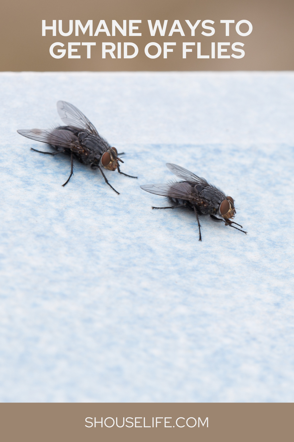 Humane Ways To Get Rid Of Flies