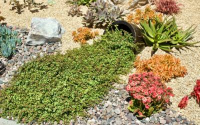 List of Drought Tolerant Perennial Flowers To Plant