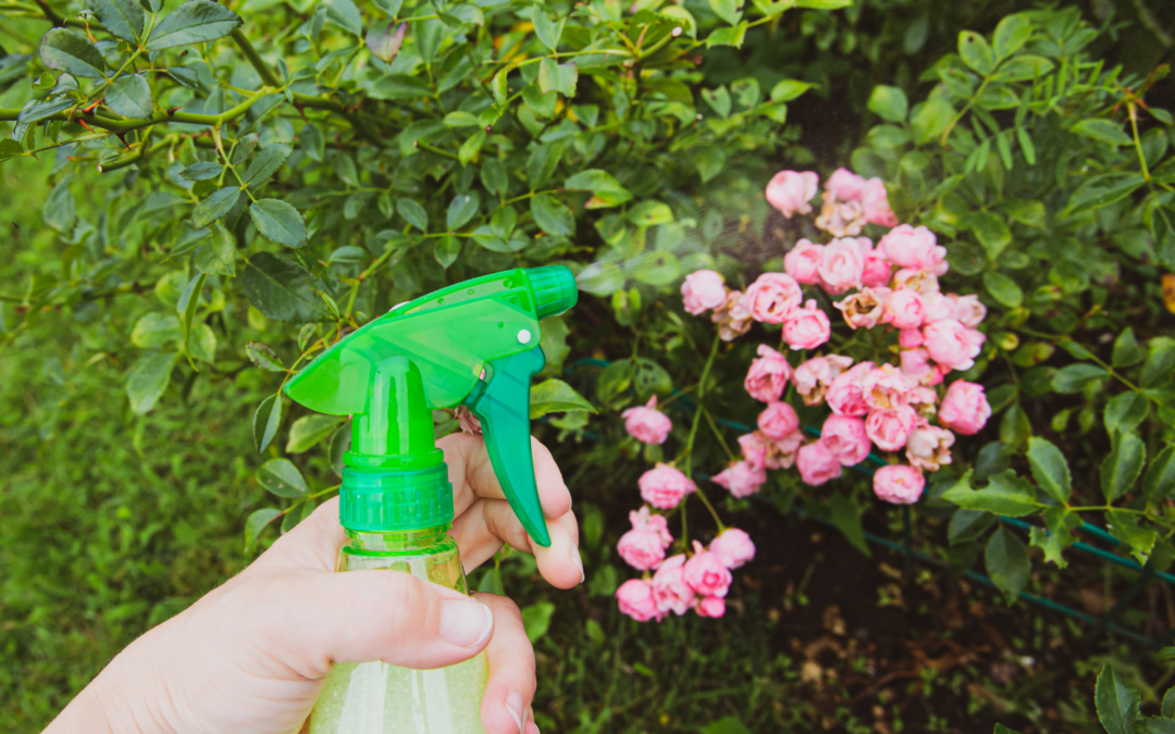 Homemade Insecticide Recipes For Your Garden