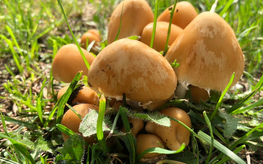 9 Types Of Lawn Fungus: How To Remove And Prevent