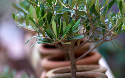 How To Grow Olive Trees From Seeds