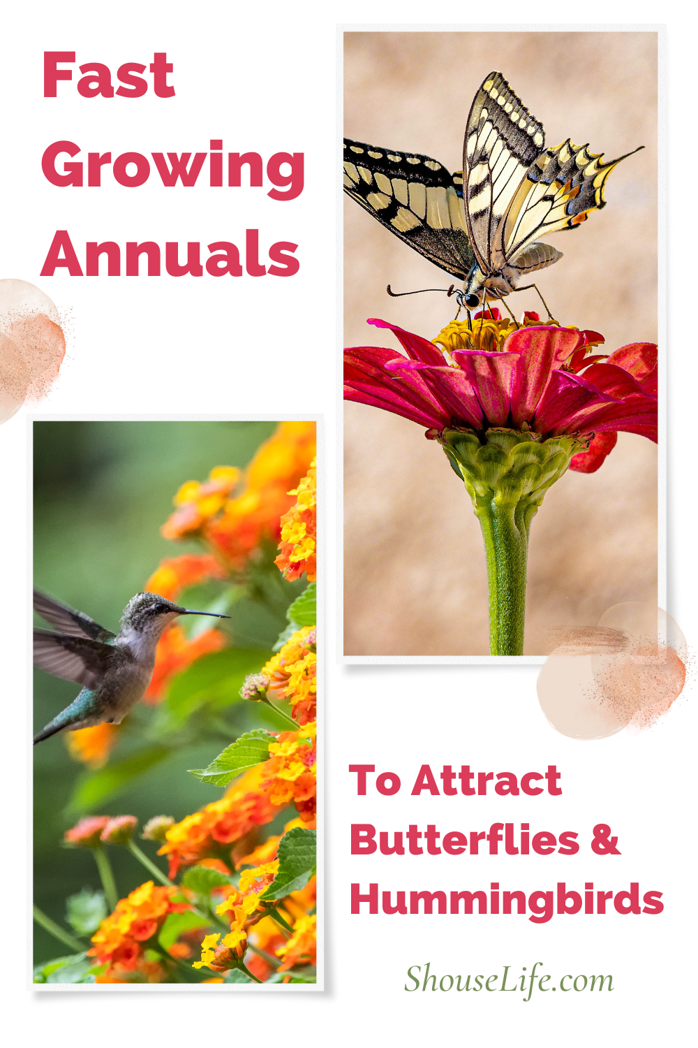 Fast Growing Annuals That Attract Butterflies And Hummingbirds