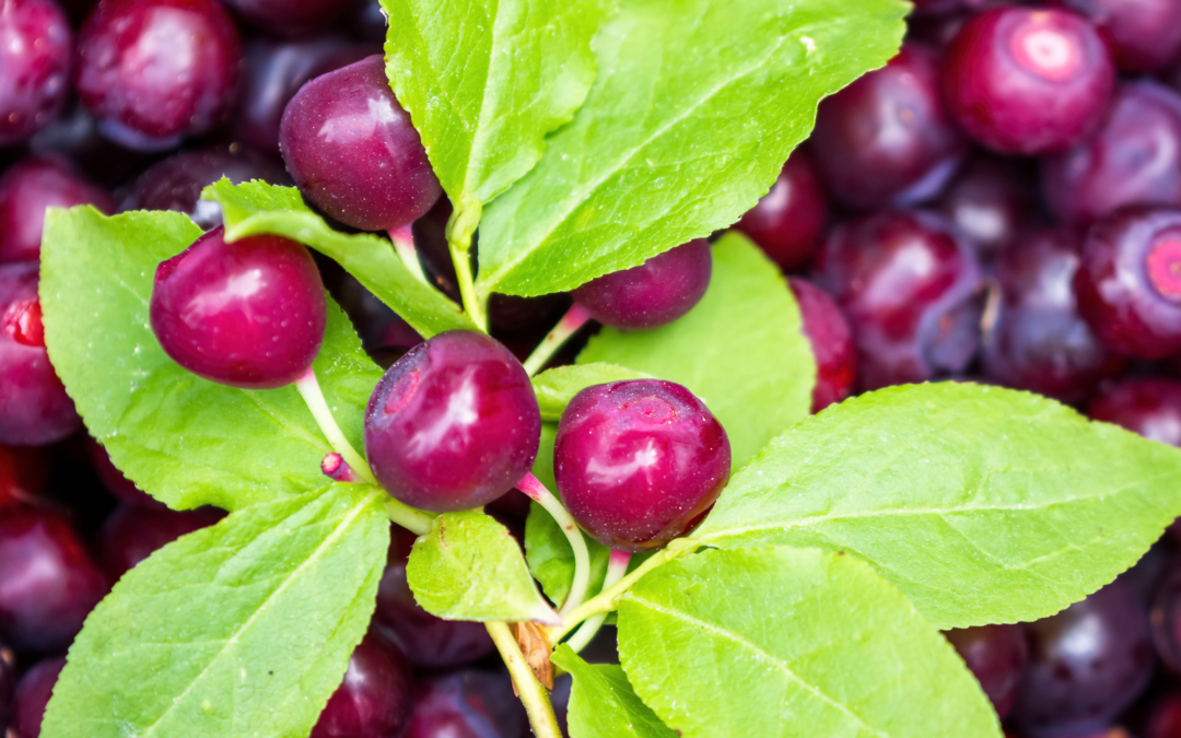 How Growing Blueberries And Huckleberries Differ