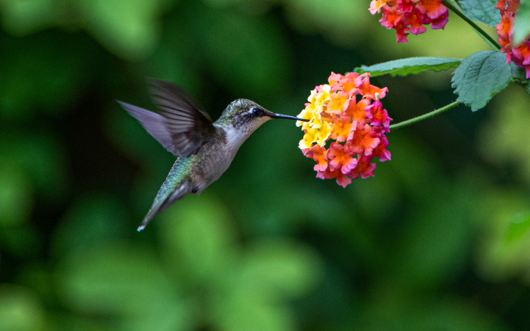 Fast Growing Annuals That Attract Butterflies And Hummingbirds