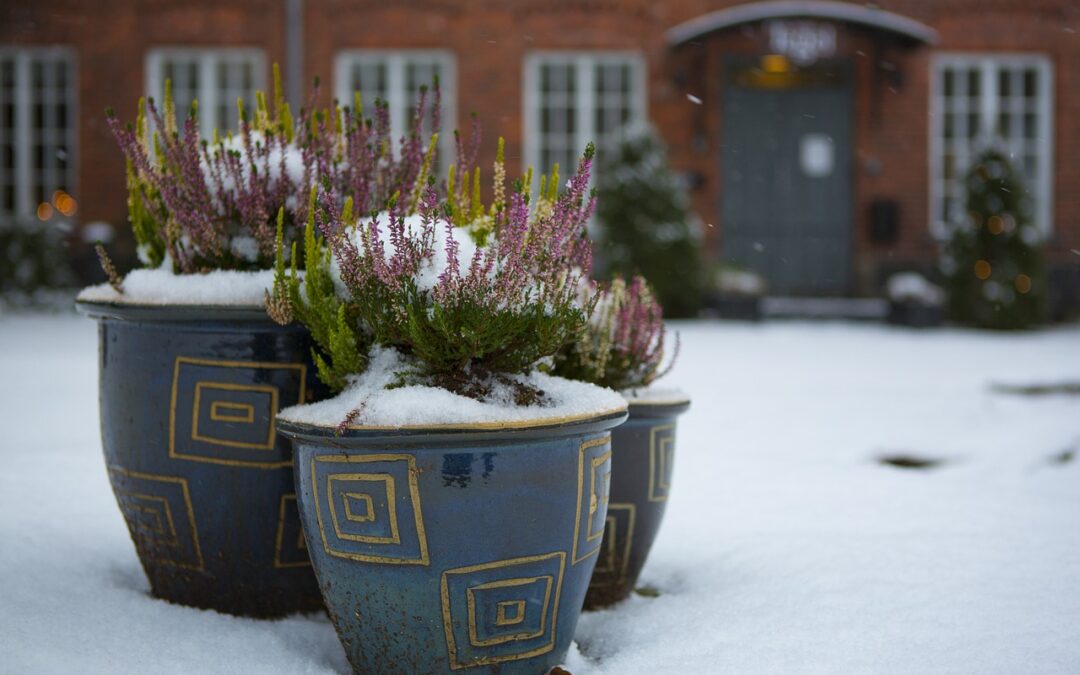 Three pots filled with winter flowers in front of a brick house with a dark gray door.