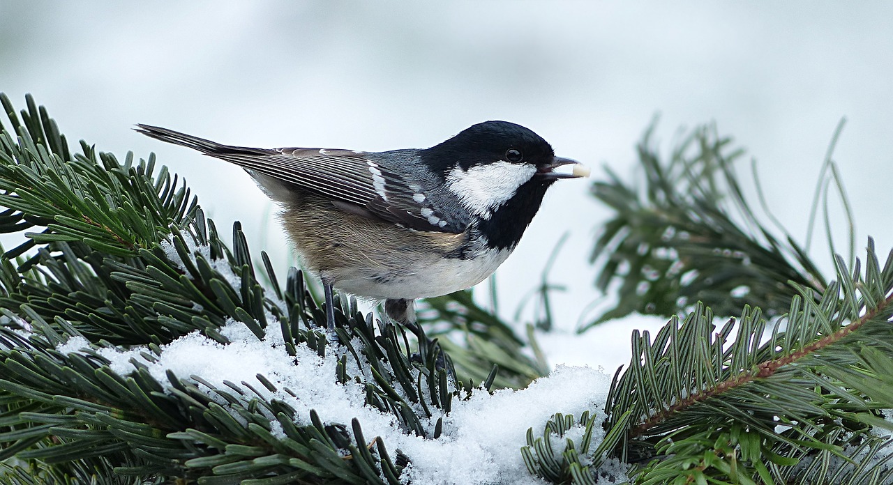 A black, light brown, and white little bird sitting on top of an evergreen plant covered in snow.