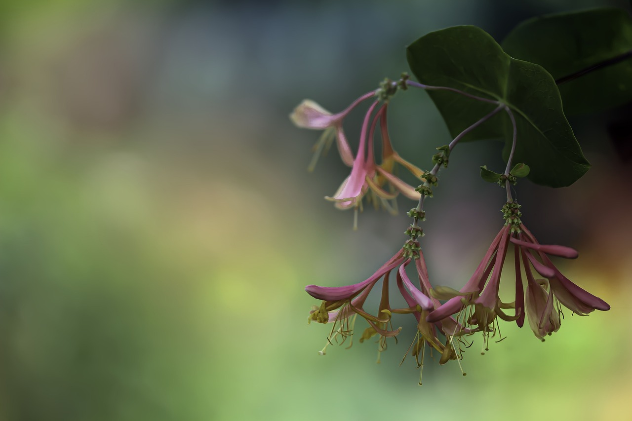 A view of honeysuckle flowers on the right with a blurred green background behind them.