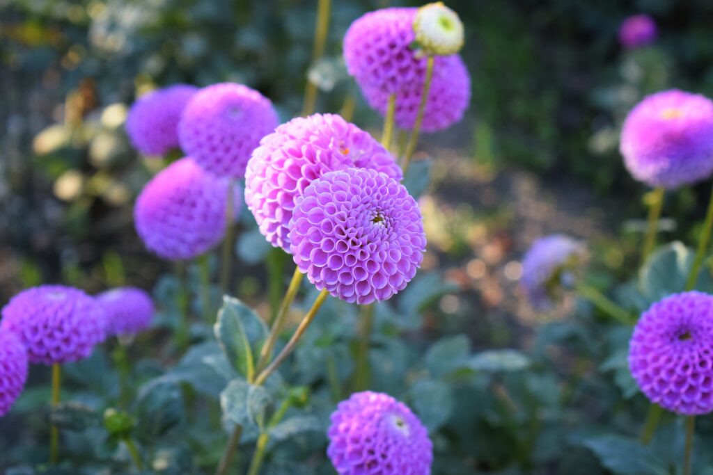 Pink dahlias are one of the top flowers to plant in the summer.