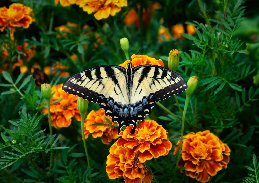 A butterfly resting on marigolds.
