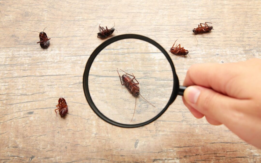 Why Are Pests More Active In Summer? 7 Reasons Why You Find More Pests Around Your Property During Summer