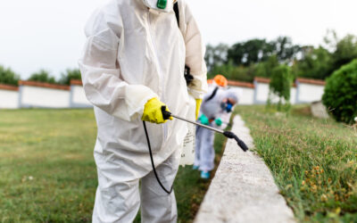 How to Choose a Pest Control Service in Pasadena